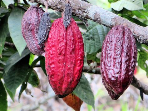 Cacao and Existential Philosophy: Finding Meaning in the Chocolate Bean